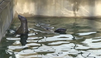 Košická zoo sa teší z nového prírastku. Toto je Lukas a Evi