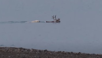 VIDEO: Vedci prvýkrát pozorovali ľadového medveďa, ako v mori loví soba