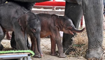 Zázrak v Thajsku: Slonica porodila vzácne dvojčatá
