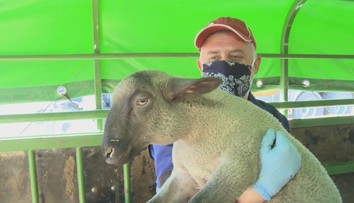 Slovenské jahňatá už mali byť u Talianov. Obchod tento rok stroskotal