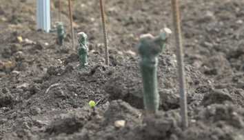 Netypická krádež vo vinohrade v Strekove: Skupina páchateľov možno z lupu nebude mať nič