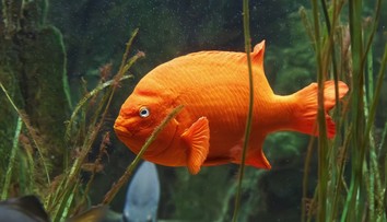 Rybár ulovil najväčšiu „zlatú rybku“ na svete. Jej hmotnosť vám vyrazí dych