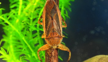 Na Európu útočia obrovské ploštice. Sú veľké ako dlaň a bolestivo hryzú medzi prstami na nohách