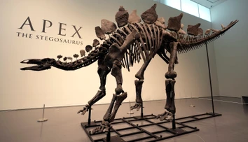Dražba, ktorá prekonala všetky očakávania. Za kostru vzácneho dinosaura zaplatil kupec závratnú sumu