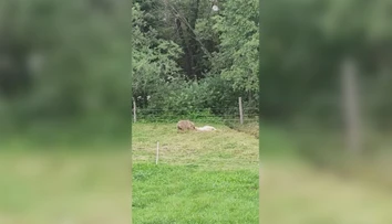 Ďalší útok vlka. Žena z Liptova nakrútila, ako jej ovcu ťahá preč