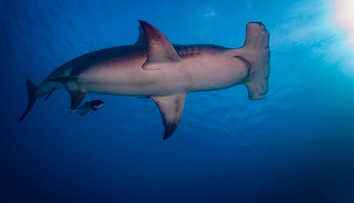 Brutálny útok žraloka neďaleko turistického letoviska. Len 16-ročný chlapec prišiel o hlavu a ruku