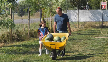 Už aj na severe Slovenska sa darí melónom. Pestovateľ pri Púchove ich zbiera na tony