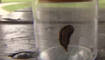 Štát v USA sa borí s inváziou jedovatých húseníc. Kontakt s nimi spôsobuje viacero problémov