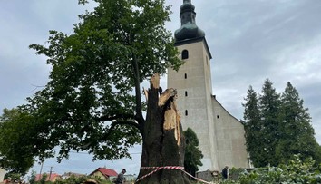 Najkrajší strom Veľkej Fatry - 460-ročnú lipu - zničila víchrica
