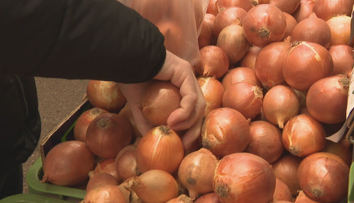 Cibule je málo a z jej ceny sú mnohí v šoku. Zásoby sa navyše rýchlo míňajú