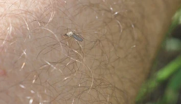 Tropické choroby v našich končinách: Klimatické zmeny znamenajú sťahovanie živočíchov aj nákaz