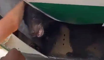 Panika na letisku: Medveď zdržal lietadlo, pobehoval v nákladnom priestore