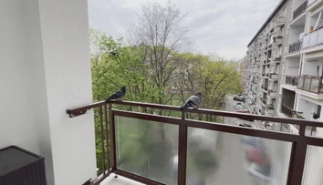 Okupujú balkóny a výkalmi ohrozujú naše zdravie. Tu je niekoľko rád, ako odohnať holuby