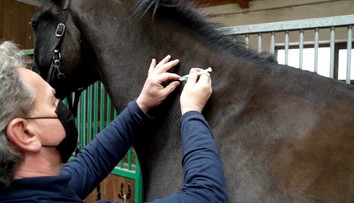 Nebezpečný vírus ohrozuje kone na Slovensku. Rušia sa súťaže a kontrolovať chcú aj transport