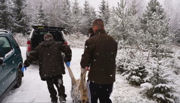 Kvóta na strieľanie vlkov je zatiaľ mimo hry. Taraba sa sústreďuje na medveďov