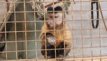 MiniZOO v Žiline chcú zrušiť, ľudia sa búria. Zvieratá v nej vraj žijú v neprijateľných podmienkach