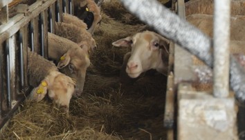 Repelenty proti kliešťom používa čoraz viac chovateľov oviec a kôz. Vakcína ešte len čaká na registráciu