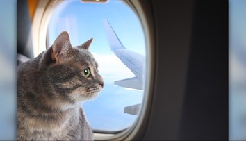 Chcete cestovať s domácim miláčikom v lietadle? Prečítajte si, čo všetko musíte zariadiť