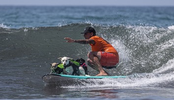 FOTO a VIDEO: Netradičné preteky na vlnách mora. V Kalifornii sa na surfoch predviedli psy