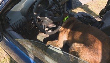Za pár sekúnd zistia, kde sú ukryté drogy či výbušniny. Navštívili sme výcvik policajných psov