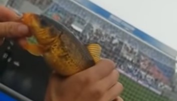 Nový virál z talianskej futbalovej súťaže: Fanúšik na zápase chytil na udicu rybu