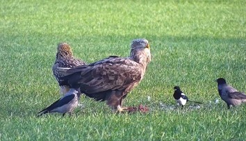 Dravému vtáctvu na Slovensku hrozí vyhynutie. Čoraz viac sa ich ocitá na záchranných staniciach