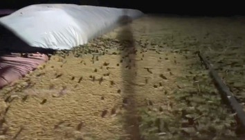 VIDEO: Invázia myší v Austrálii: Ničia úrodu, napádajú ľudí a kontaminujú vodu