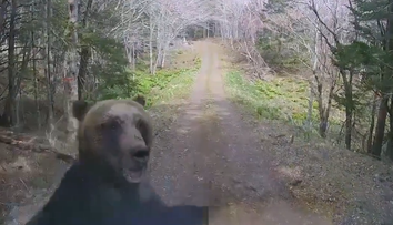 Inšpirácia pre Slovensko? Japonsko po rekordnom počte útokov medveďov testuje nový varovný systém