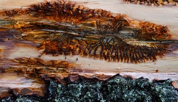 V Brezne hovoria o živelnej pohrome. Vyhlásili mimoriadnu situáciu v súvislosti s lykožrútovou kalamitou