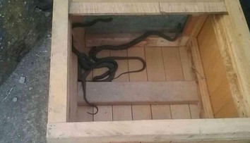 Pani Anna doma pozerala televízor, zrazu sa jej spod gauča vyplazil had