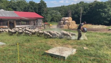 Leto na farme: Toto všetko musia dodržať, aby boli mliečne výrobky bezpečné