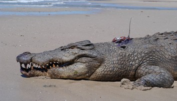 V tele krokodíla našli mužove pozostatky. Ide už o druhú takúto obeť za posledný mesiac