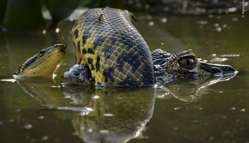 FOTO: Súboj anakondy s kajmanom či víriaci sa húf žubrienok. Toto sú najlepšie snímky prírody za rok 2024