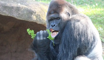 Elvis žije a poriadne pribral. Fotografia gorilieho samca z pražskej ZOO sa stala virálnym hitom