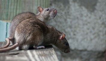 Šesťmesačného chlapca takmer zaživa zožrali potkany. Otec dostal 16 rokov väzenia