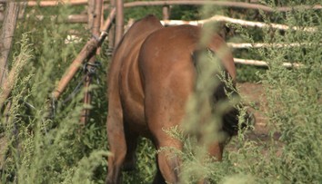 Brutálny zločin v Prešove. Len ročného jazdeckého koňa zabili a rozštvrtili