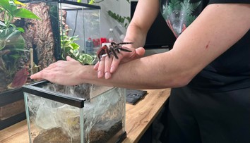 VIDEO: Dominik má doma dvetisíc pavúkov. Ukázal nám, ako ich kŕmi