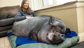 Malo to byť miniprasiatko, no dnes má 130 kilogramov. Má sa však ako „prasa v žite“