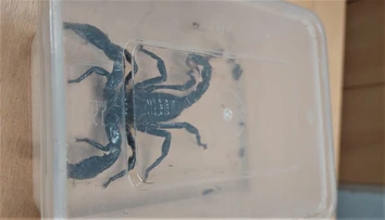Kuriózna zásielka na pošte v Žiline: Zo zle zalepenej obálky vypadol škorpión