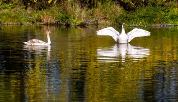 Na Slovensko sa vrátila vtáčia chrípka. Ide o formu, ktorá môže byť nebezpečná aj pre človeka