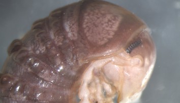 Vedci objavili nový druh huby na nečakanom mieste. Nemuseli ani opustiť univerzitu