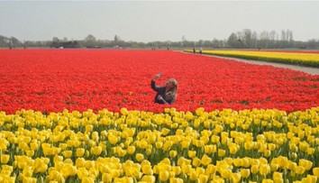 Holandské tulipány už dozreli. Väčšina úrody sa tento rok vyhodí