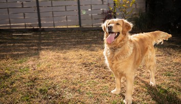 Niekto hodil petardu na dvor domu. Vybuchla psovi v papuli