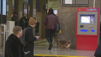 Za psa si v IC vlaku poriadne priplatíte. Za zvýšením ceny sú vraj sťažnosti cestujúcich
