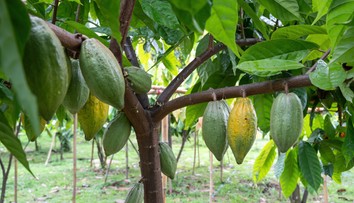 Jedna zo základných pochutín výrazne zdražie. Pocítiť by sme to mali už na Vianoce