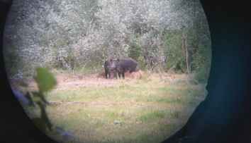 Na východe sa šíri africký mor ošípaných. Chovatelia by sa so zabíjačkou mali poponáhľať