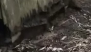 Video len pre silné povahy: Pod starou kôlňou sa skrývalo nemilé prekvapenie