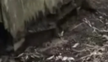 Video len pre silné povahy: Pod starou kôlňou sa skrývalo nemilé prekvapenie
