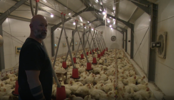 Rukami mu prejde 10-tisíc kurčiat ročne. Farmár Marek ich zákazníkom rozváža osobne