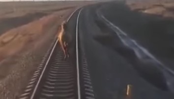 VIDEO: Vlak mal hodinové meškanie. Tvrdohlavé zviera odmietlo zísť z koľajníc